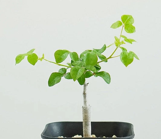 Commiphora orbicularis seeds