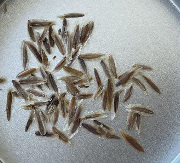 Fouquieria Columnaris seeds