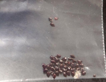 Uebelmannia pectinifera seeds