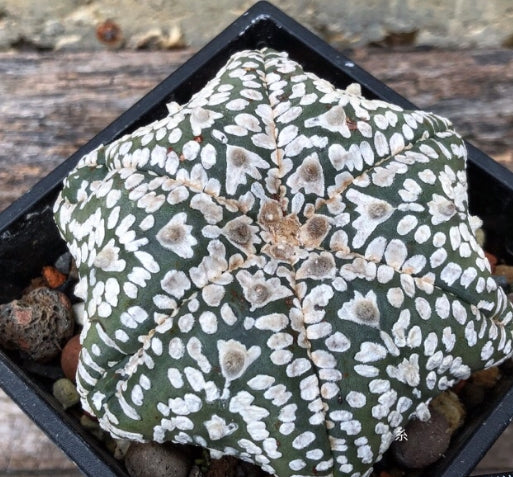 Astrophytum Super kabuto seeds