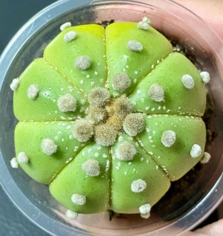 Astrophytum Ruri Helmet Lime Skin seeds