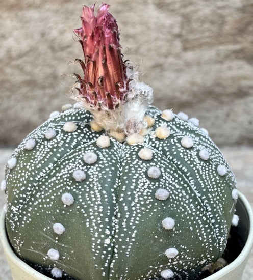 Astrophytum Red Flower Helmet seeds