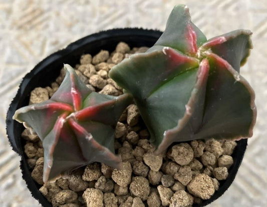 Astrophytum Tortoiseshell Autumn Leaf Phoenix seeds