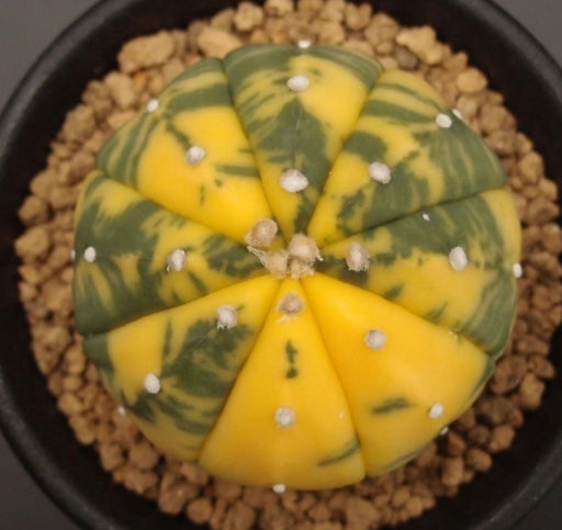 Astrophytum asterias var. nudum f. variegata seeds