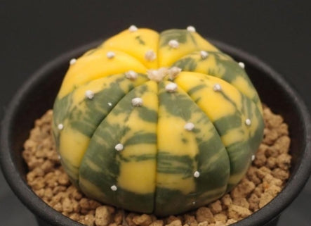 Astrophytum asterias var. nudum f. variegata seeds