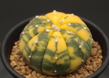 Astrophytum asterias var. nudum f. variegata seeds