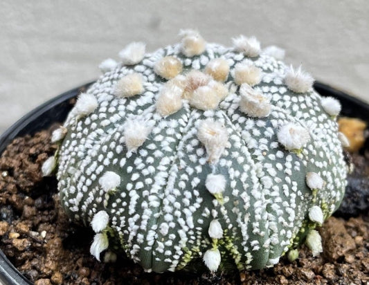 Astrophytum Miracle Helmet seeds