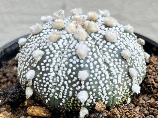 Astrophytum Miracle Helmet seeds