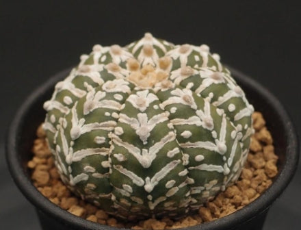 Astrophytum genus V-type helmet seeds