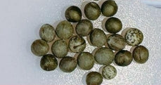 Euphorbia khandallensis seeds