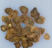 Boswellia Socotrana Silver Leaf seeds