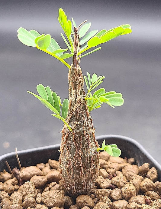 Senna Meridionalis seeds