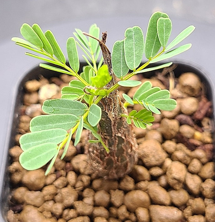 Senna Meridionalis seeds