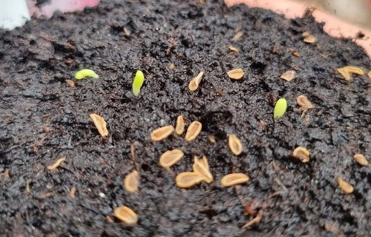 Apteranthes burchardii subsp. maura seeds