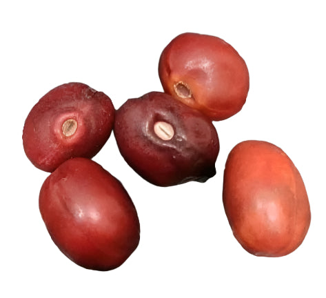 Sophora secundiflorum seeds