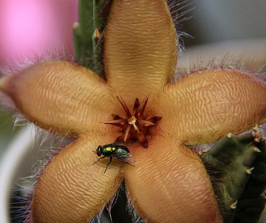 Stapelia Asterias seeds