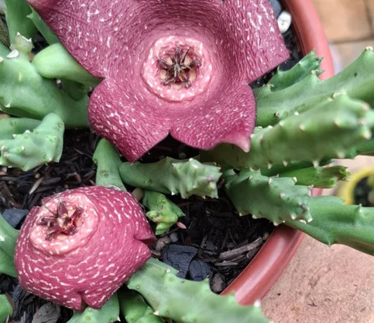 Stapelia Berlinensis seeds