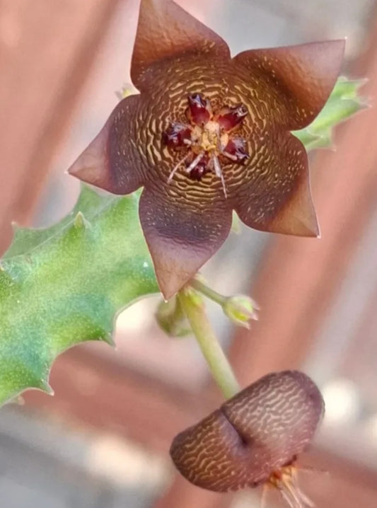 Stapelia Engleriana seeds