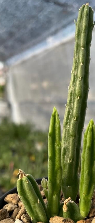 Stapelia Olivacea seeds