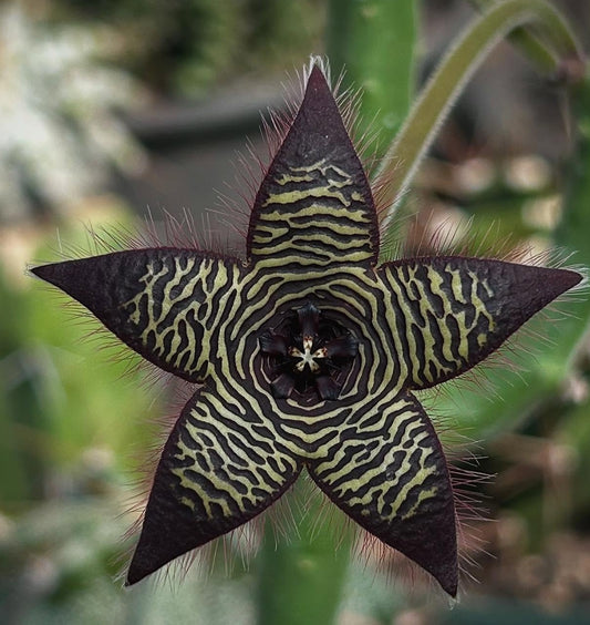 Stapelia Villetiae seeds
