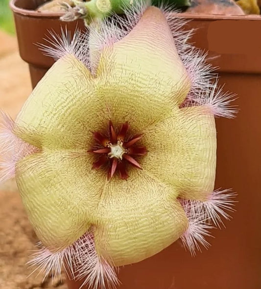 Stapelia asterias yellow seeds