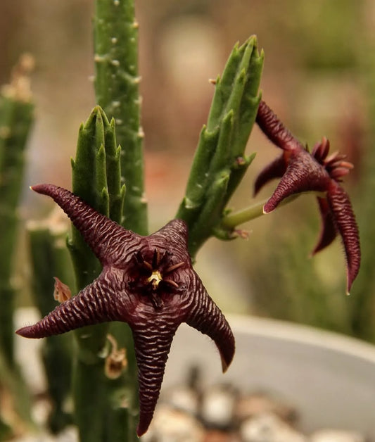 Stapelia baylissii seeds