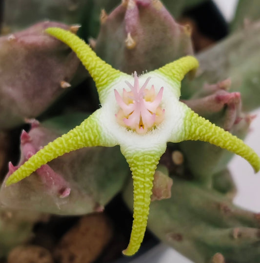 Stapelia flavopurpurea green seeds