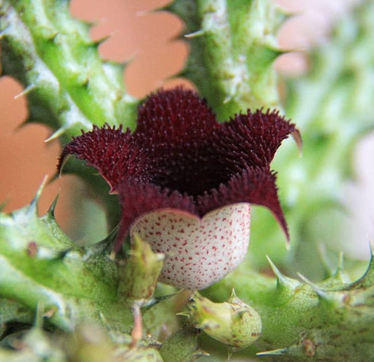 Stapelianthus Decaryi seeds