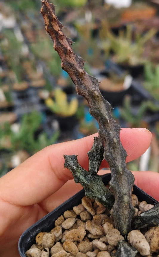 Stapelianthus arenarius seeds