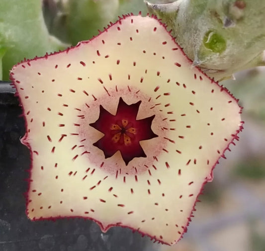 Stapelianthus x huernia ' Creation' hybrid seeds
