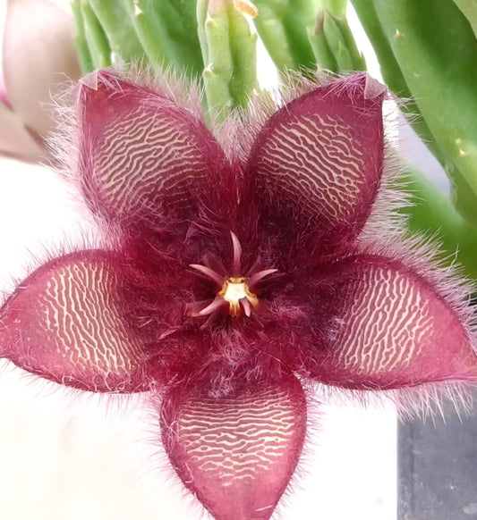 Stapelia obducta seeds