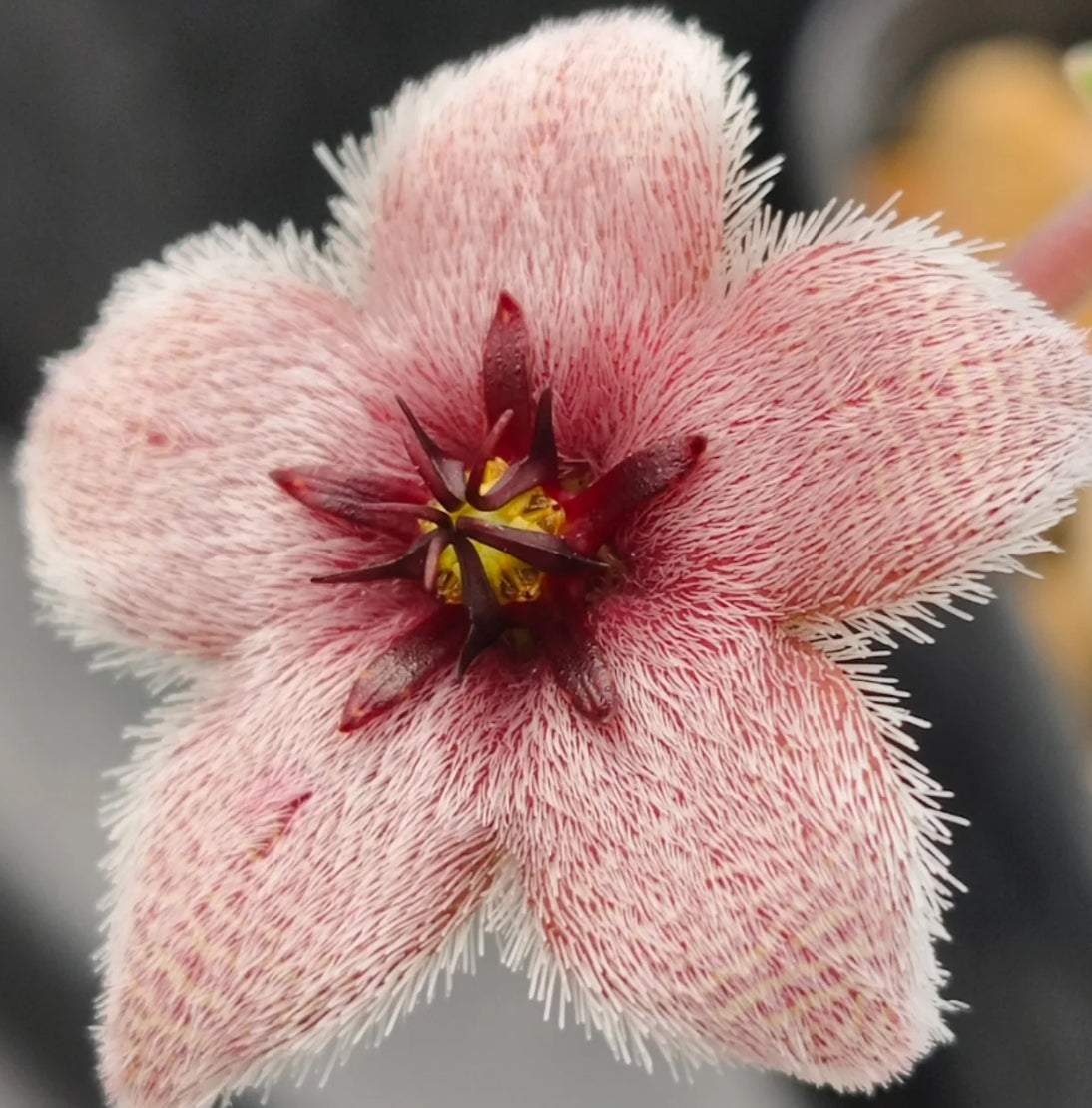 Stapelia paniculata ssp. paniculata seeds