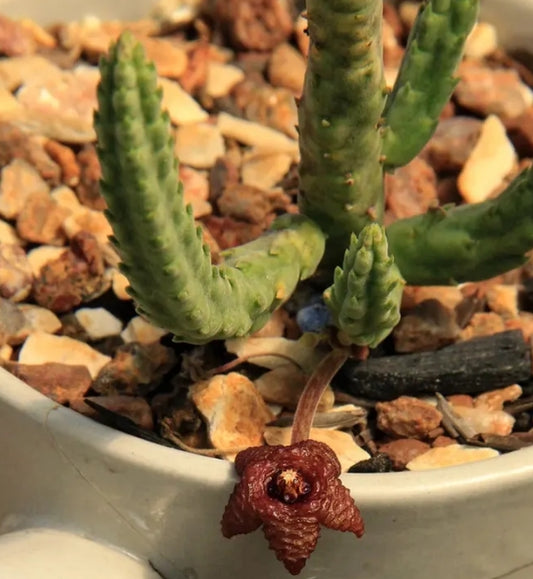 Stapelia similis seeds