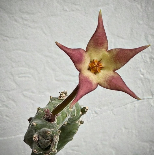 Stapelia surrecta seeds