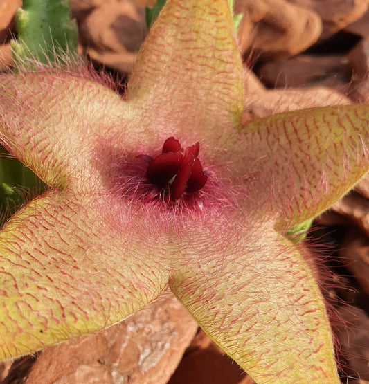 Stapelia unicornis seeds