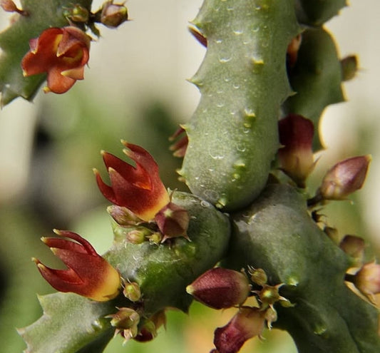 Stapeliopsis stayneri seeds
