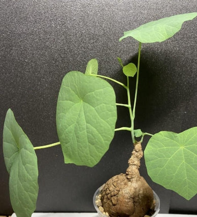 Stephania Sverosa seeds