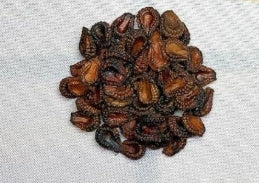 Stephania Suberosa seeds