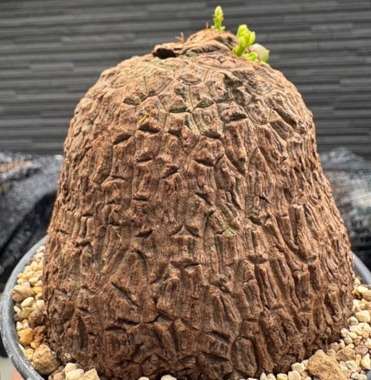 Stephania Suberosa seeds