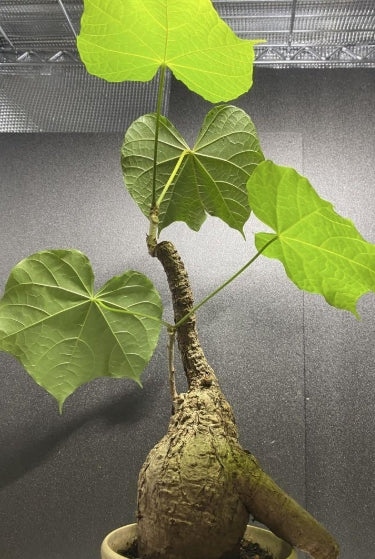 Sterculia colorata seeds