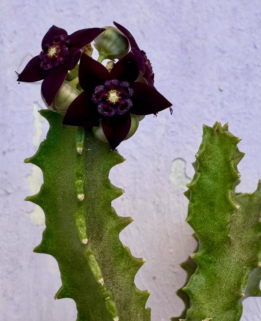 Sulcolluma shadhbana seeds