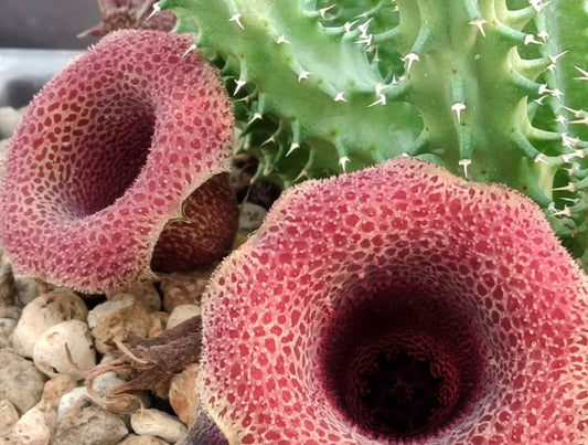 Tavaresia ' Strawberries ' hybrid seeds