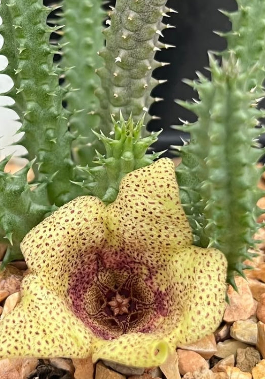 Tavaresia meintjesii seeds