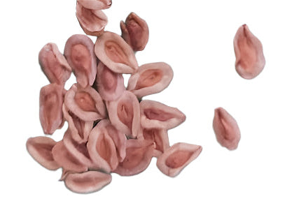 Tridentea marientalensis v. albipilosa seeds