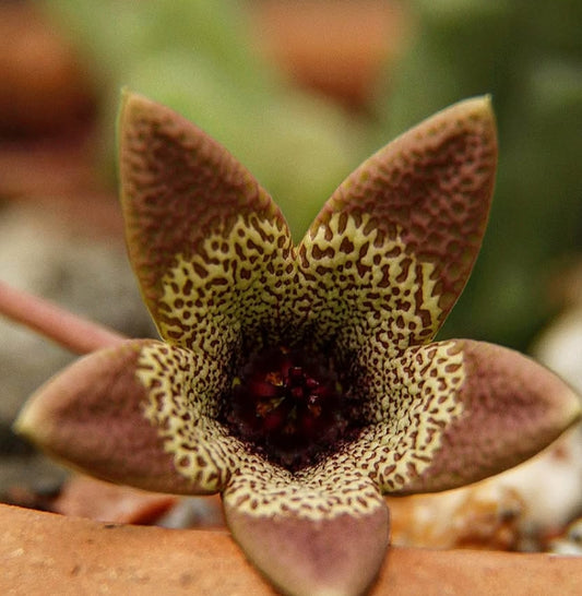 Tromotriche aperta seeds