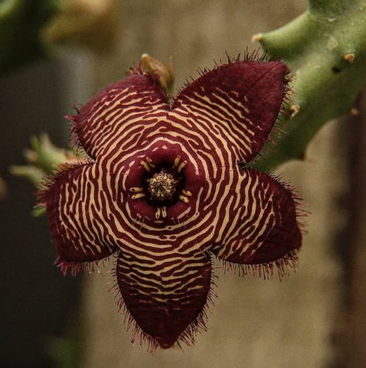 Tromotriche revoluta var. tigrida seeds