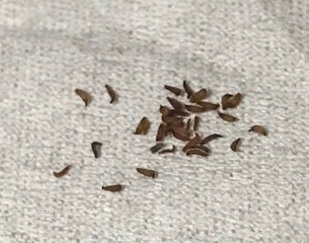 Tylecodon paniculatus seeds