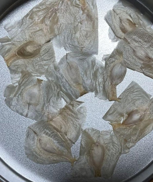 Welwitschia mirabilis seeds