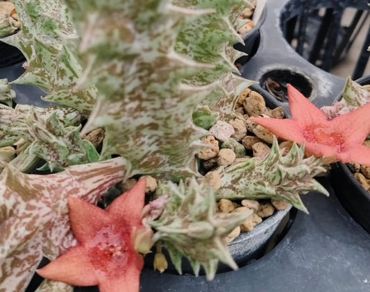 Duvalia sulcata x Whitesloanea crassa seeds