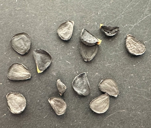 Yucca coahuilensis seeds